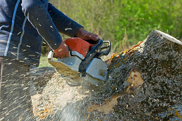 Best Affordable Tree Service  in Stockton, UT